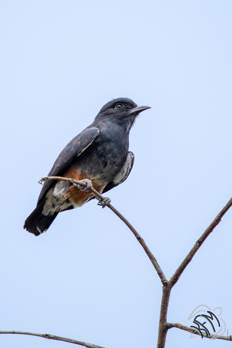 Swallow-winged Puffbird - Kim McManus