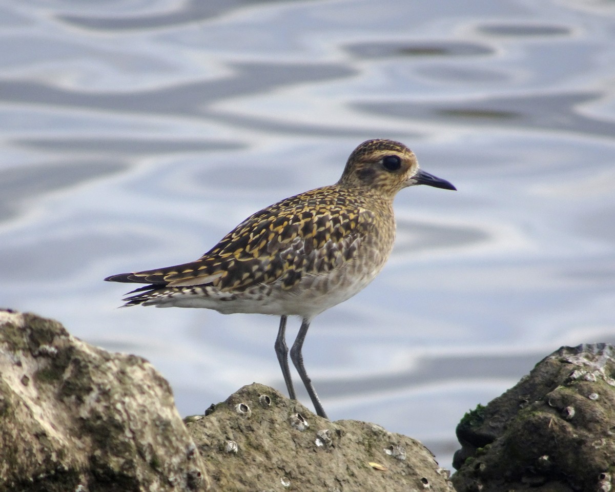 Pacific Golden-Plover - Kevin Lapp