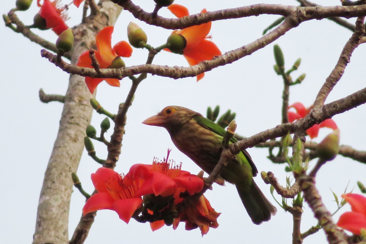 Lineated Barbet - ML140883721