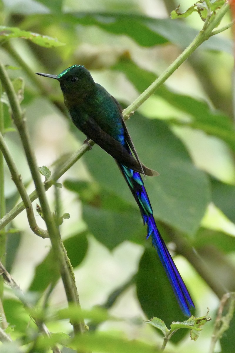 Violet-tailed Sylph - ML140883991