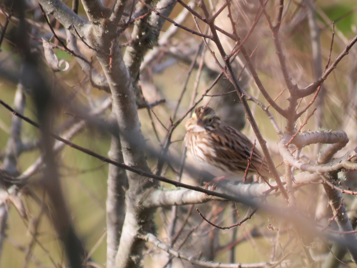 Savannah Sparrow - shirley franey