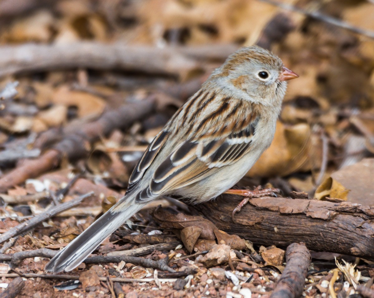 Field Sparrow - Jim Merritt