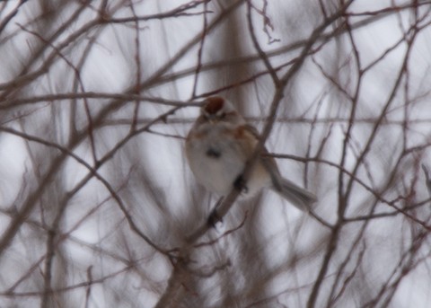 American Tree Sparrow - ML140884601