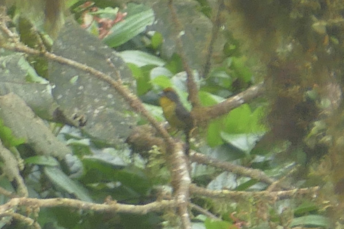 Tricolored Brushfinch (Choco) - ML140884811