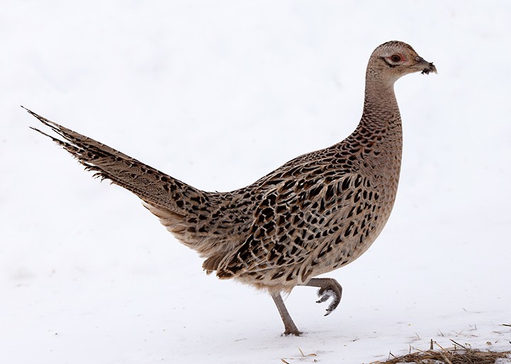 Ring-necked Pheasant - Lori Widmann