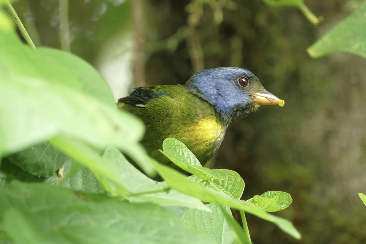 Moss-backed Tanager - ML140885191