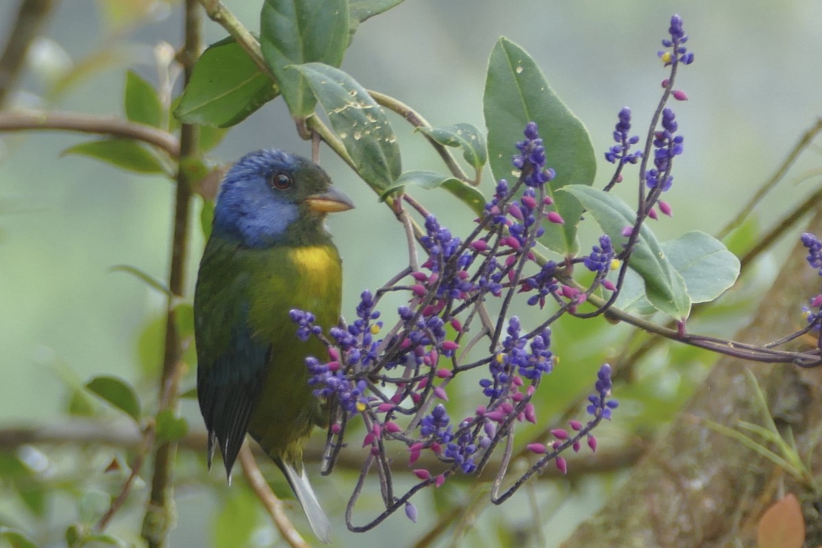 Moss-backed Tanager - ML140885201