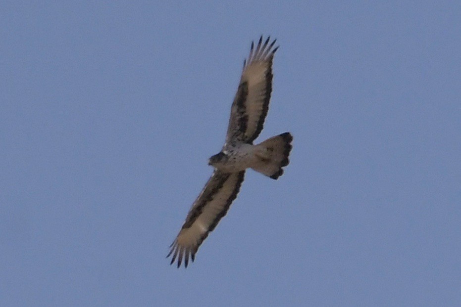 African Hawk-Eagle - Haynes Miller