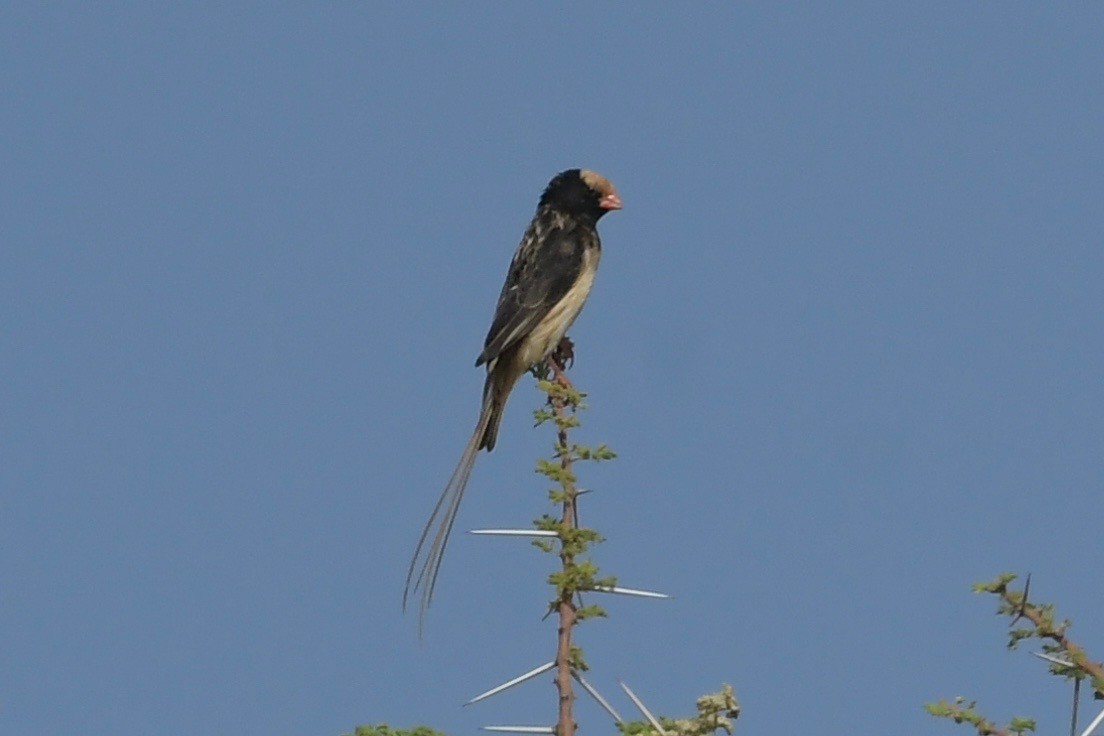 Straw-tailed Whydah - ML140885851
