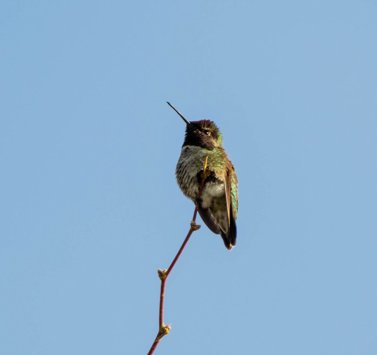Anna's Hummingbird - ML140886941