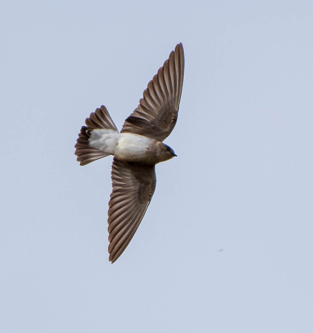 Northern Rough-winged Swallow - Mary McSparen