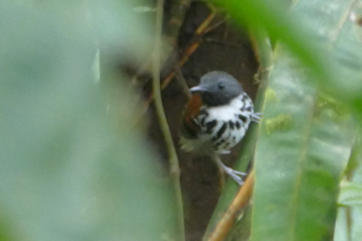 Spotted Antbird - ML140888171