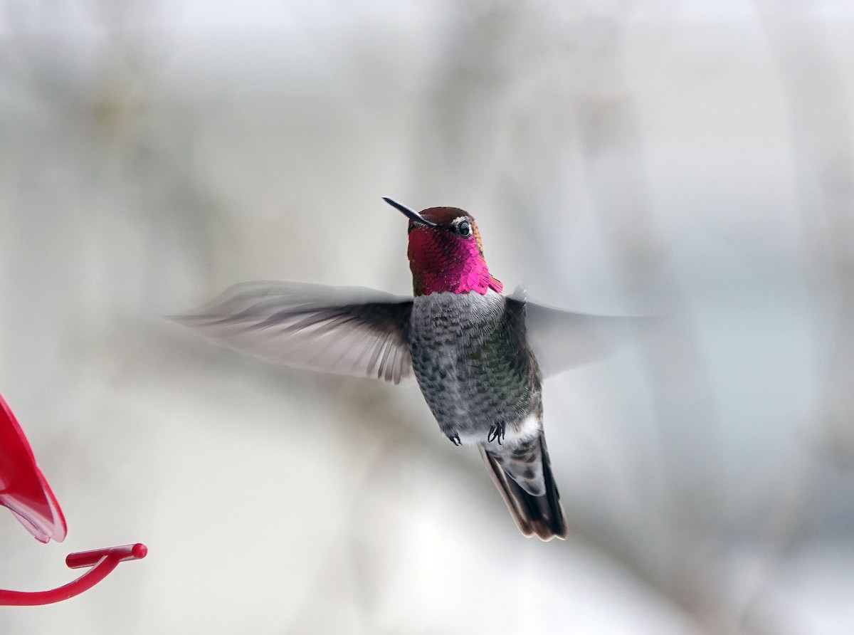 Anna's Hummingbird - Ann Nightingale