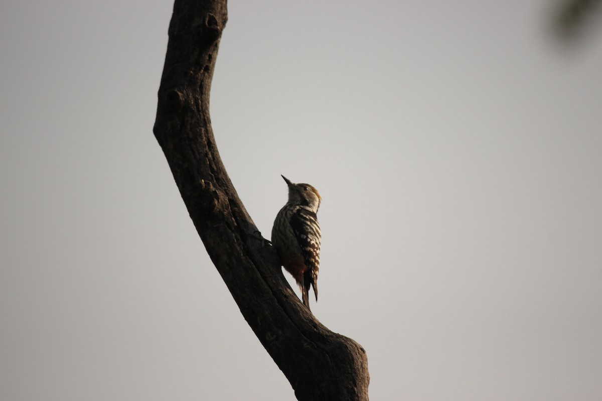 Himalayan Woodpecker - ML140888561