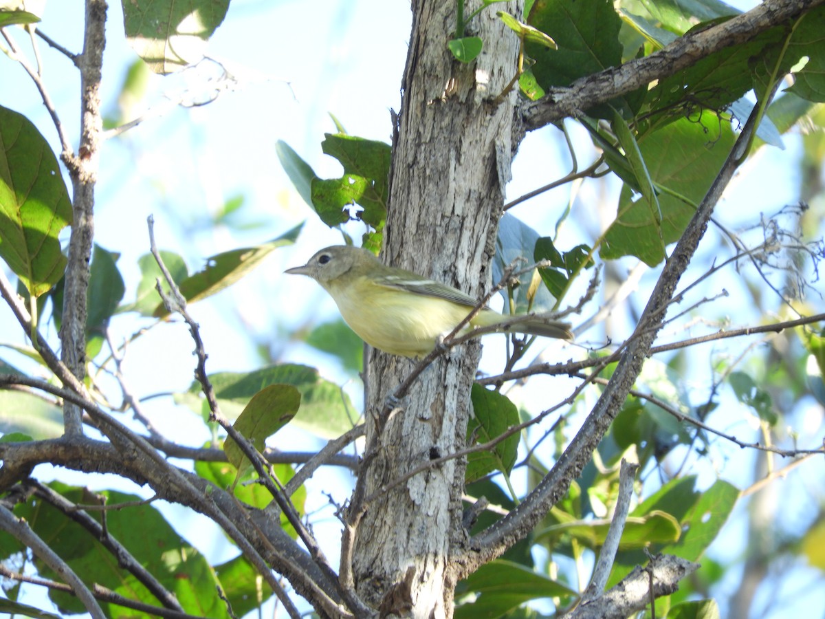 Bell's Vireo - Guillermo Funes