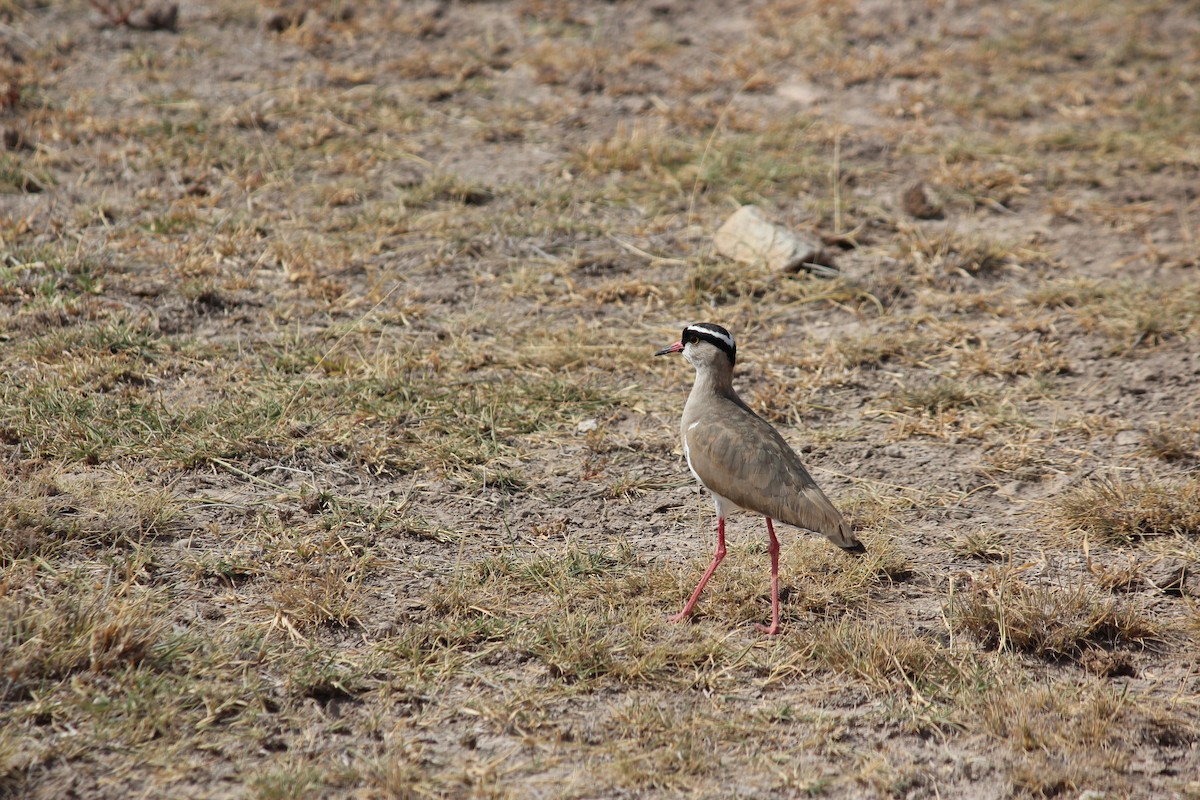 Crowned Lapwing - ML140889751