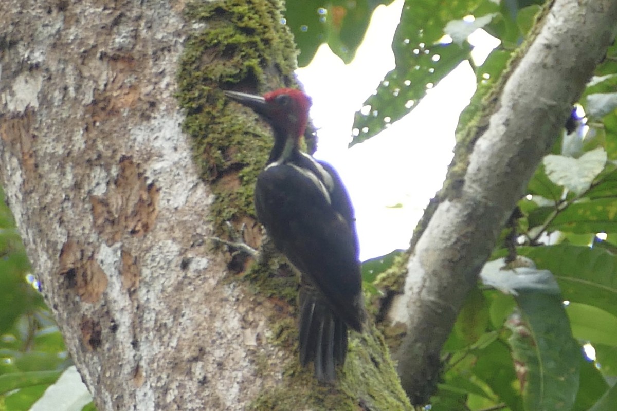 Guayaquil Woodpecker - Peter Kaestner