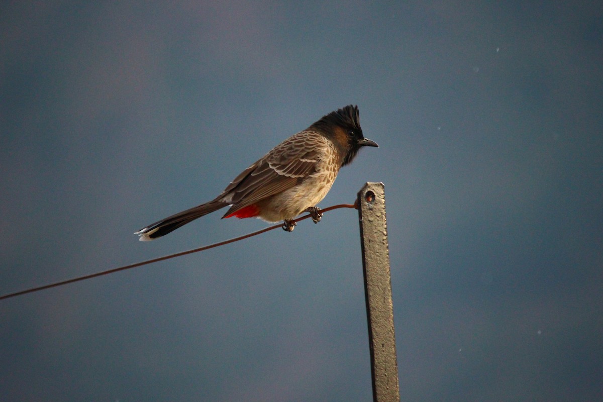Red-vented Bulbul - ML140891201