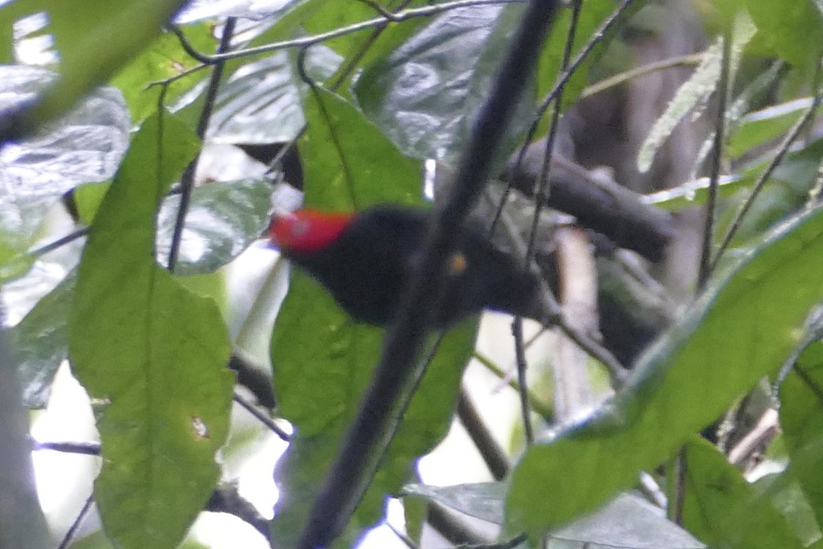 Red-capped Manakin - ML140891361