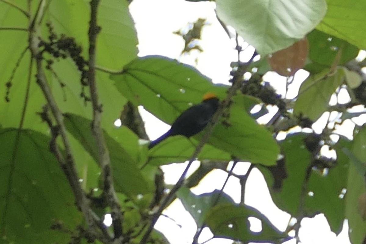 Tawny-crested Tanager - ML140891531