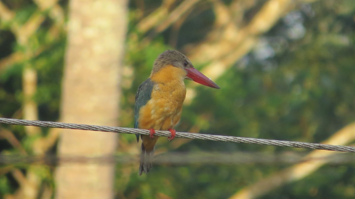 Stork-billed Kingfisher - Govind Kumar