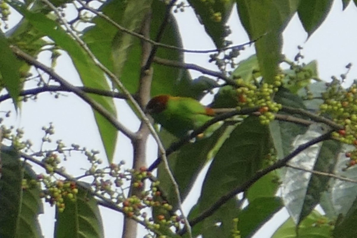 Rufous-winged Tanager - ML140892101