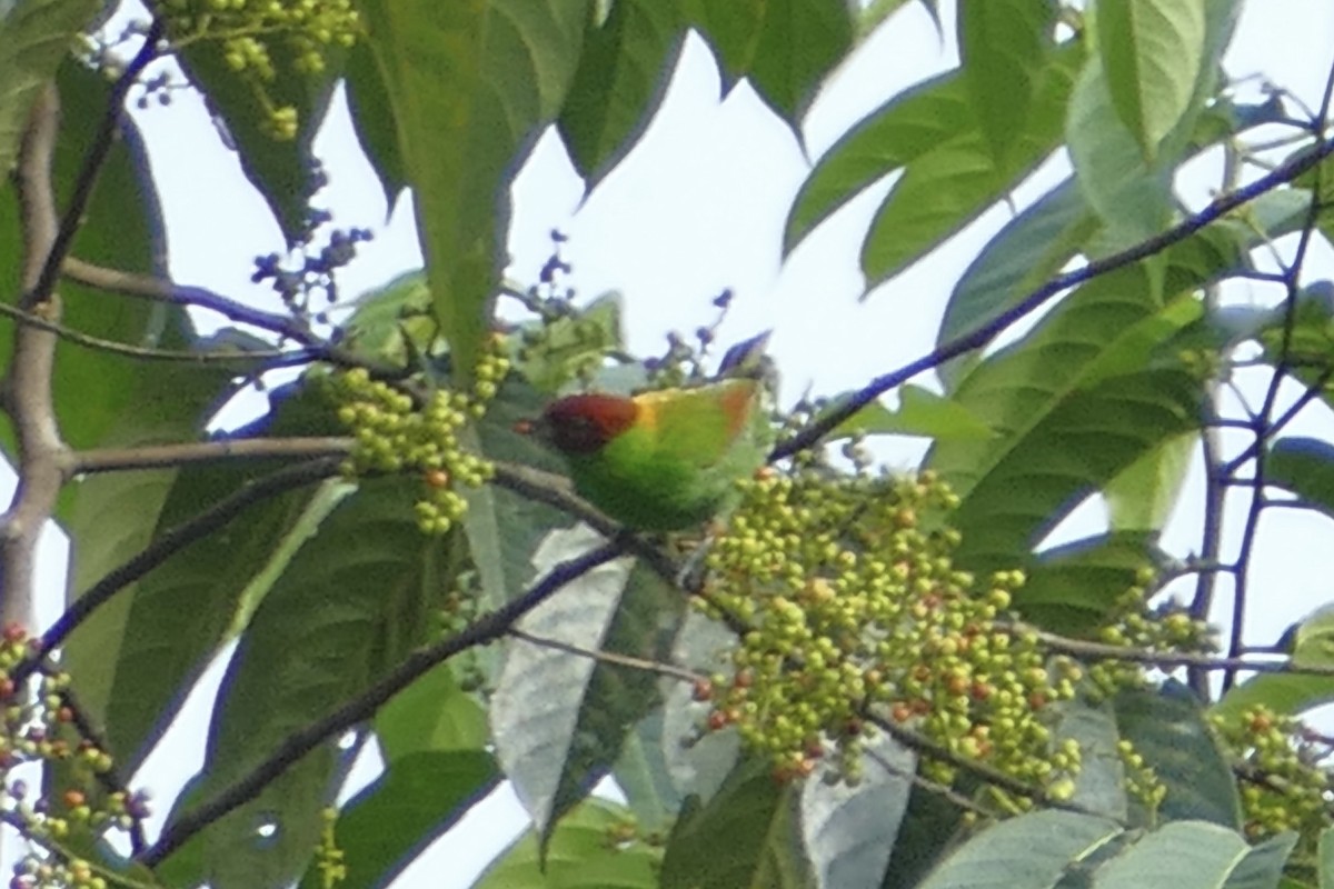 Rufous-winged Tanager - ML140892111