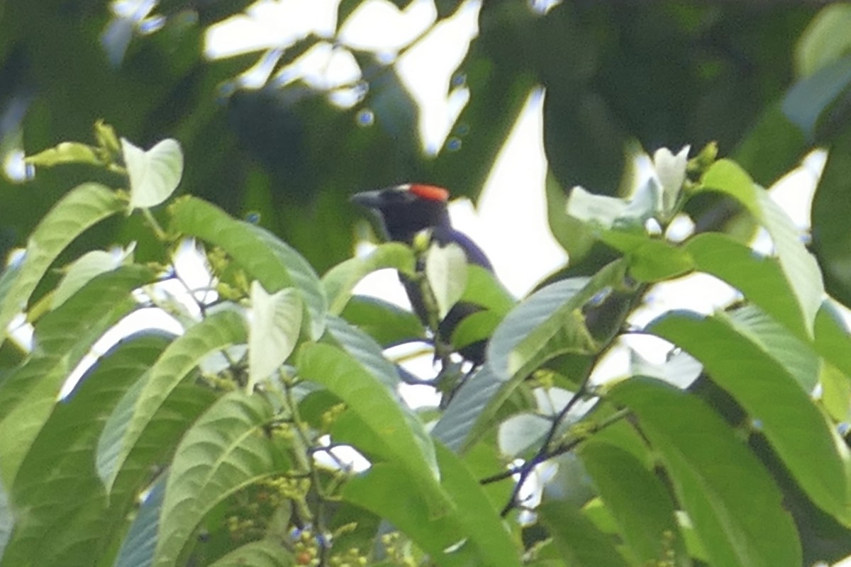 Scarlet-browed Tanager - ML140892211
