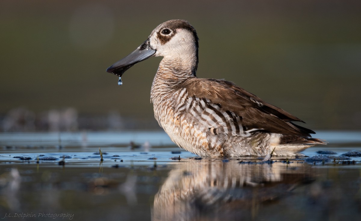 Pink-eared Duck - Jamie Dolphin