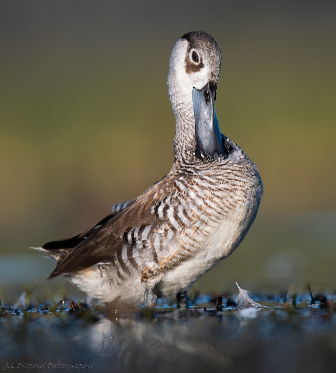 Pink-eared Duck - Jamie Dolphin