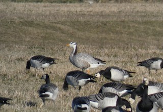 Bar-headed Goose, ML140893571