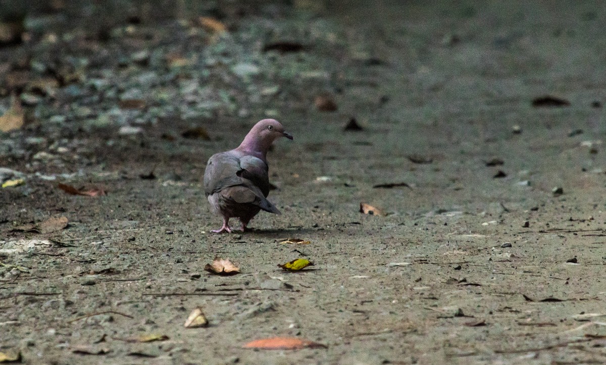 Ruddy Pigeon - David Monroy Rengifo