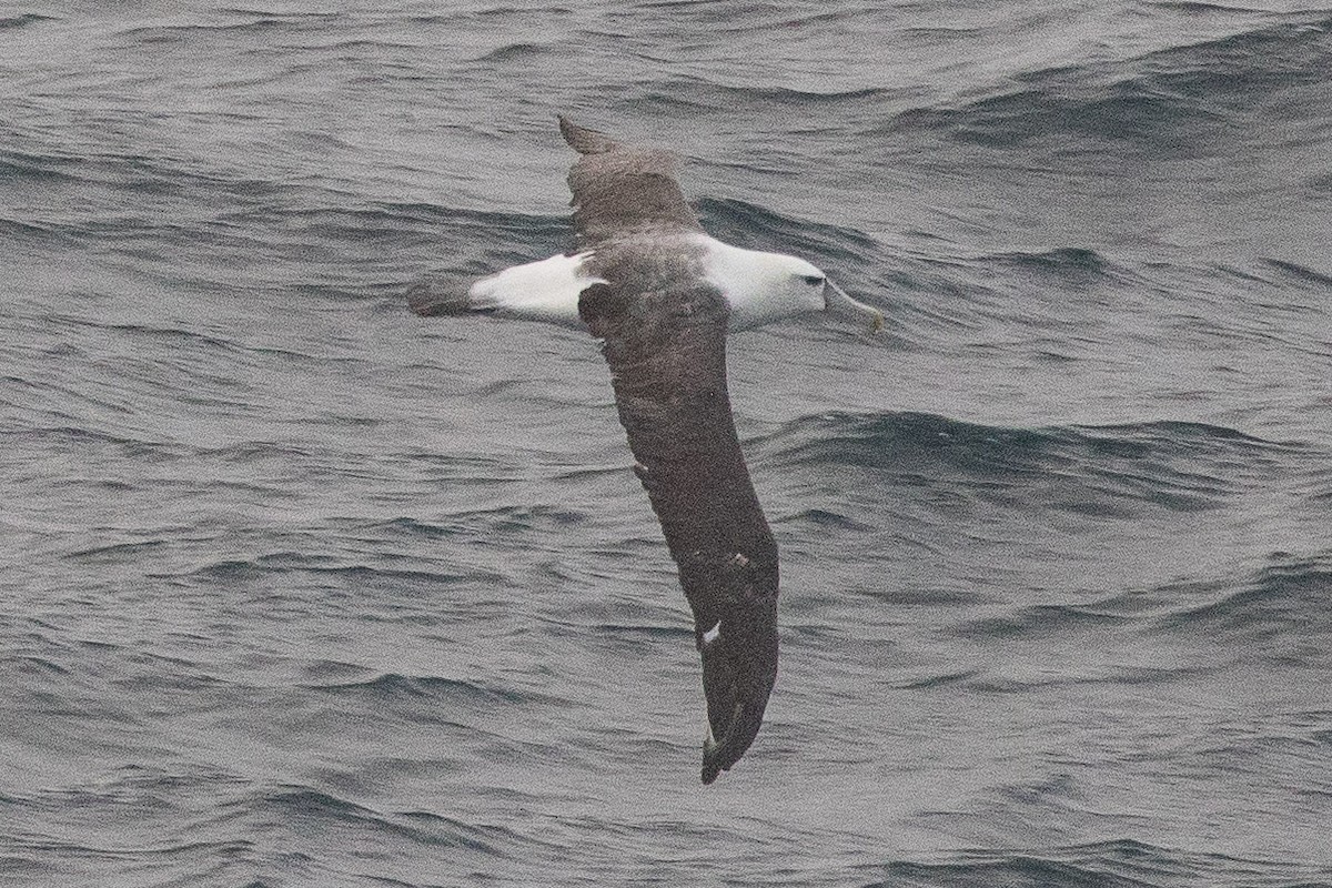 White-capped Albatross - Eric VanderWerf