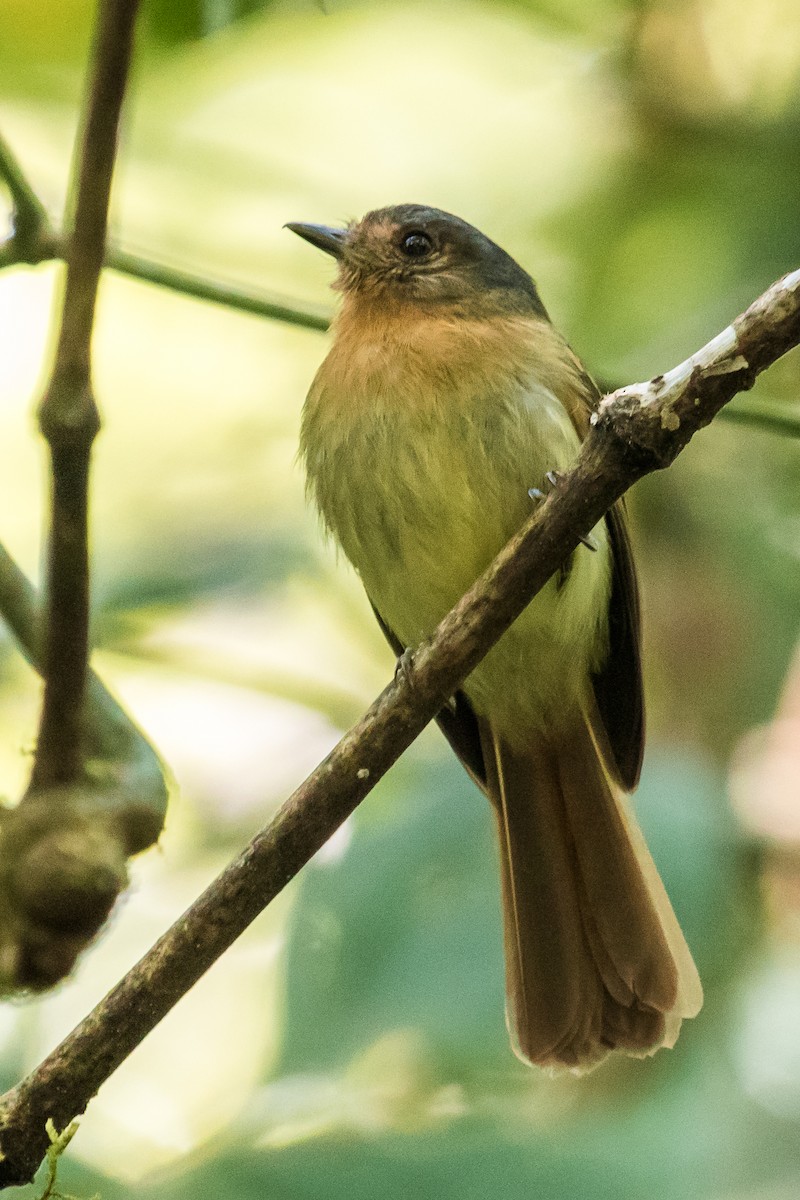 Rufous-breasted Flycatcher - ML140893691