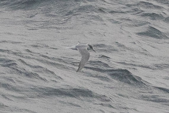 Arctic Tern - Eric VanderWerf