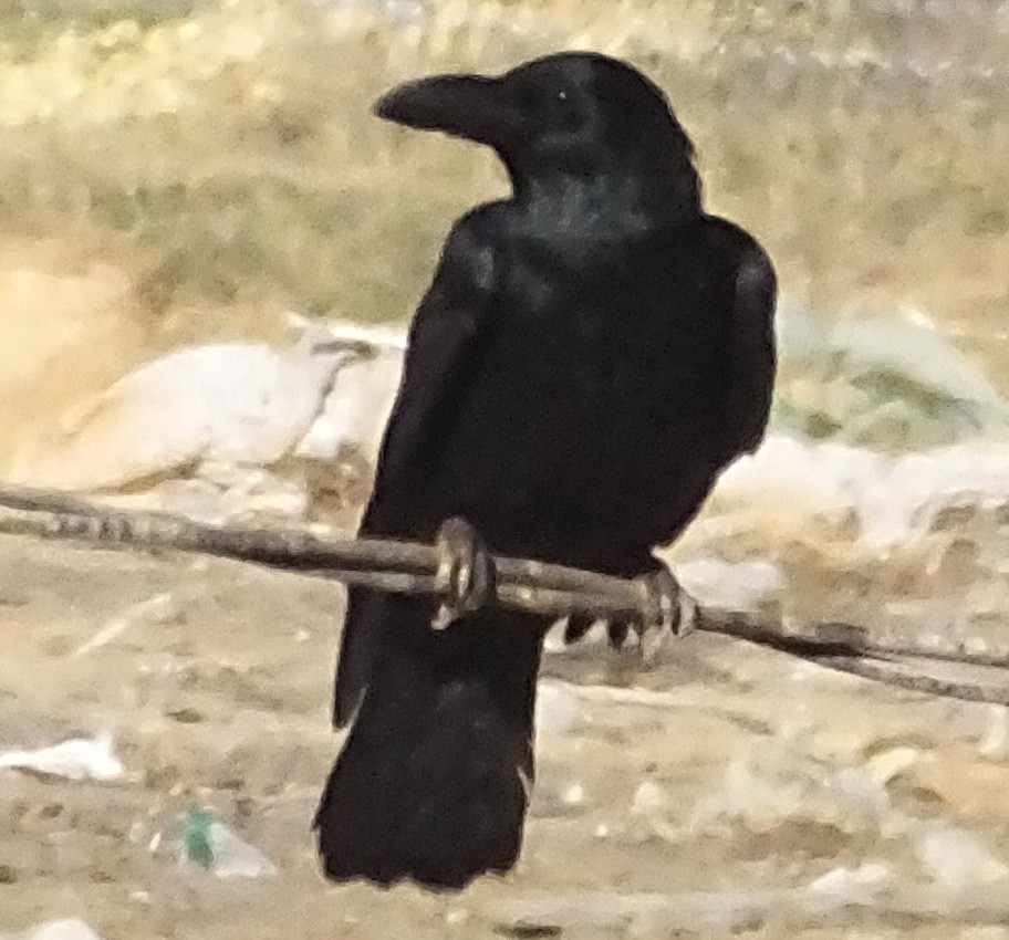 Large-billed Crow - Glenn Morris