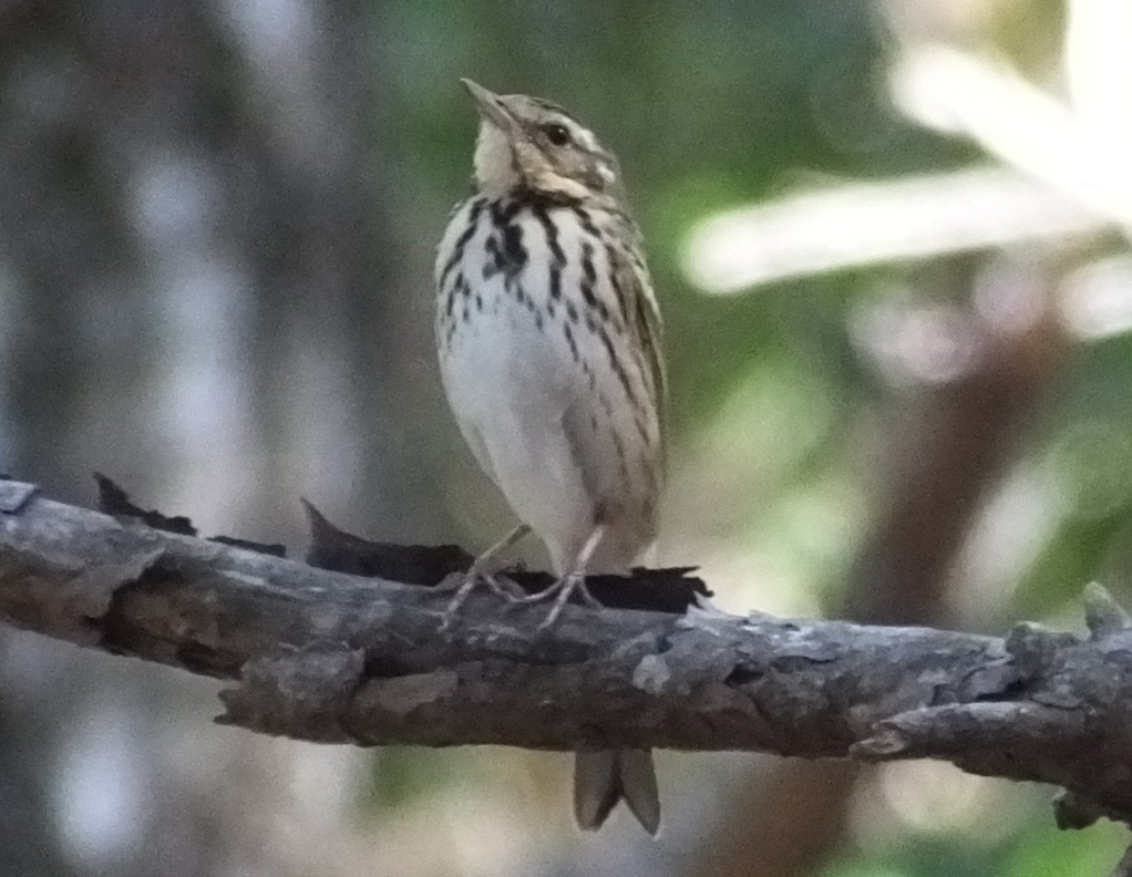 Olive-backed Pipit - ML140894871