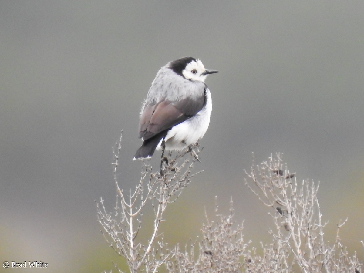 White-fronted Chat - ML140895821
