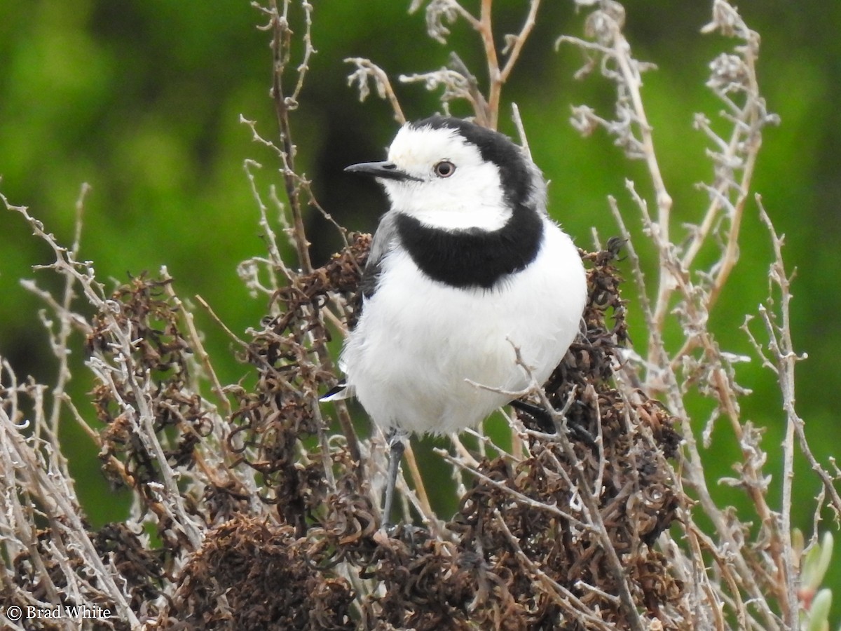 White-fronted Chat - ML140895841