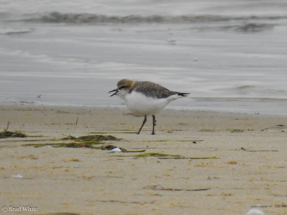 Red-capped Plover - ML140895851