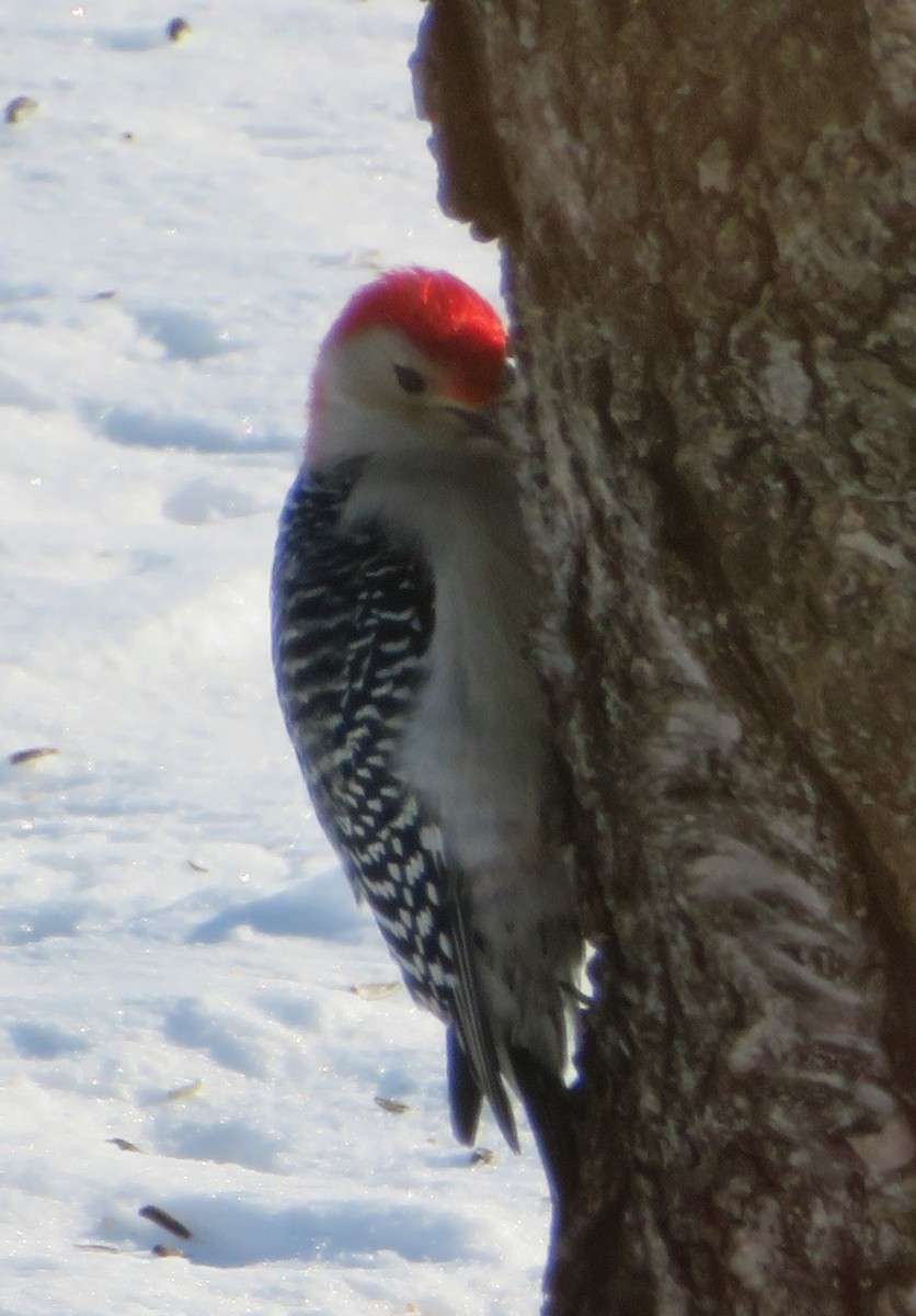 Red-bellied Woodpecker - ML140896431