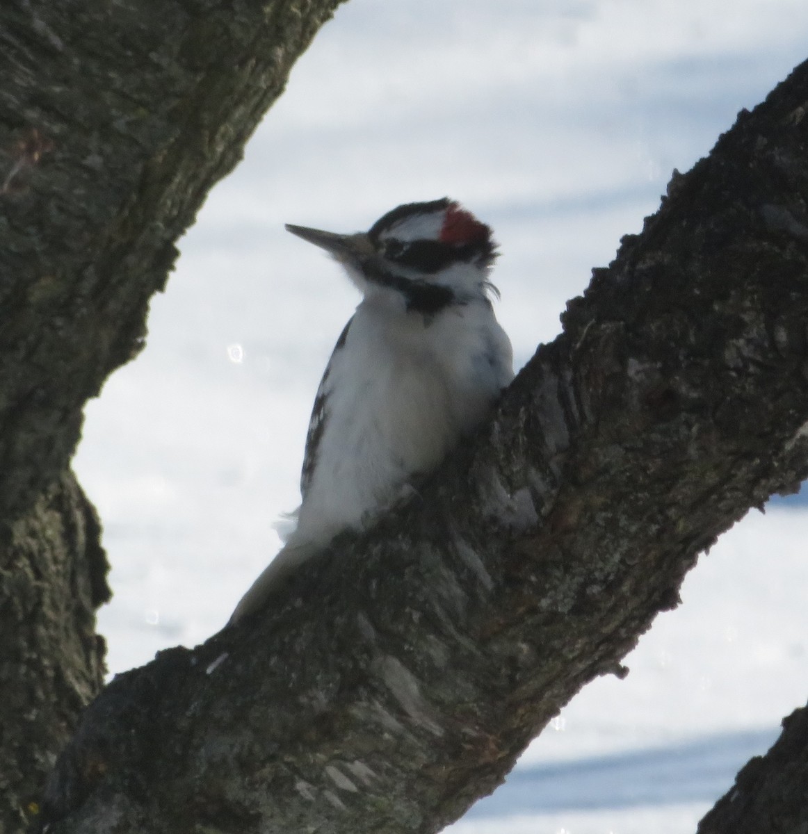 Hairy Woodpecker - Susan Tank