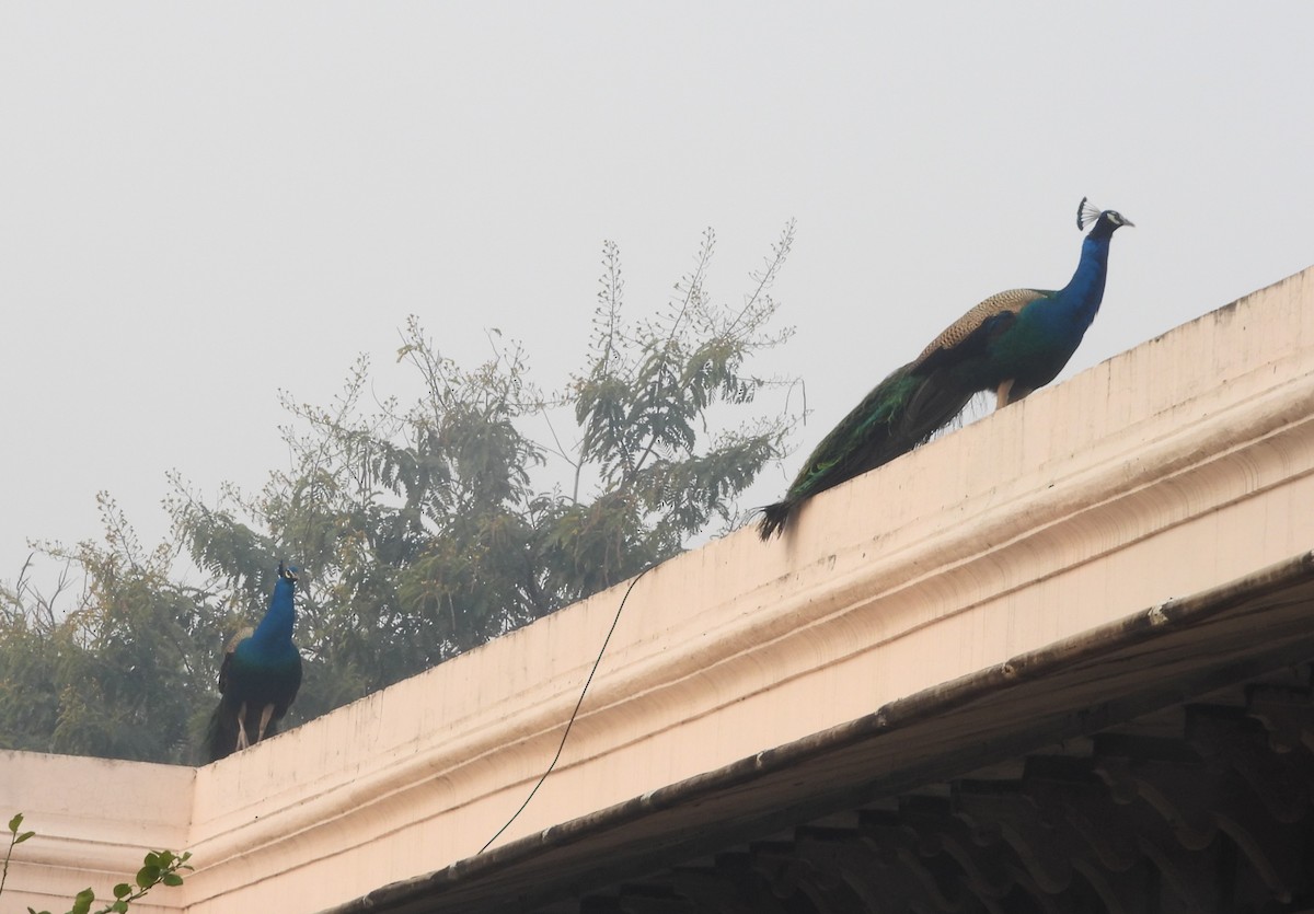 Indian Peafowl - Sunil Thirkannad