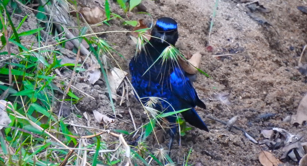 Малабарская синяя птица - ML140898431