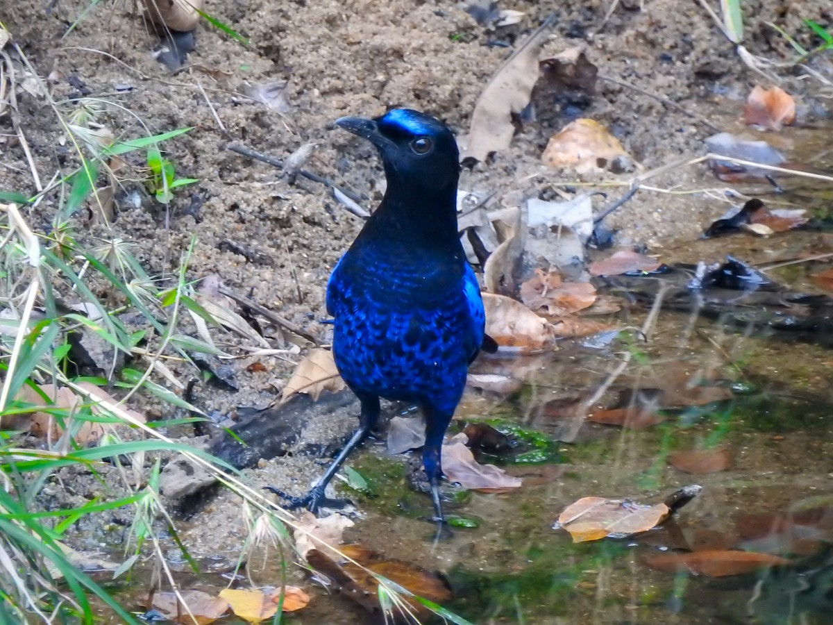 Малабарская синяя птица - ML140898441
