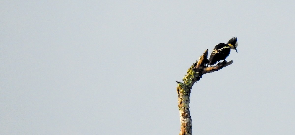 Heart-spotted Woodpecker - ML140898501