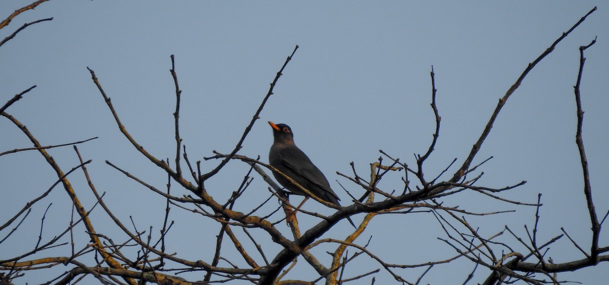 Indian Blackbird - SYAMILI MANOJ