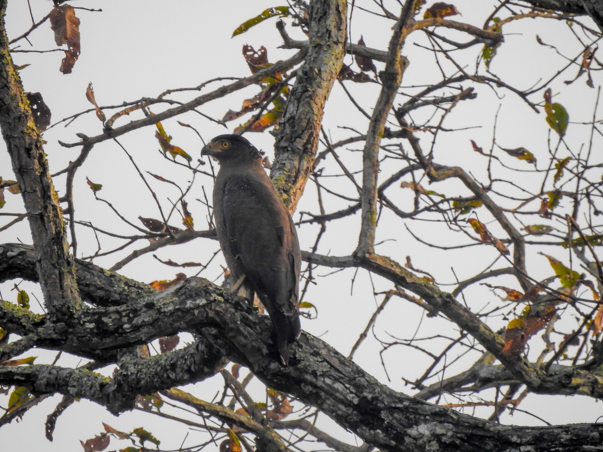 Crested Serpent-Eagle - ML140898881
