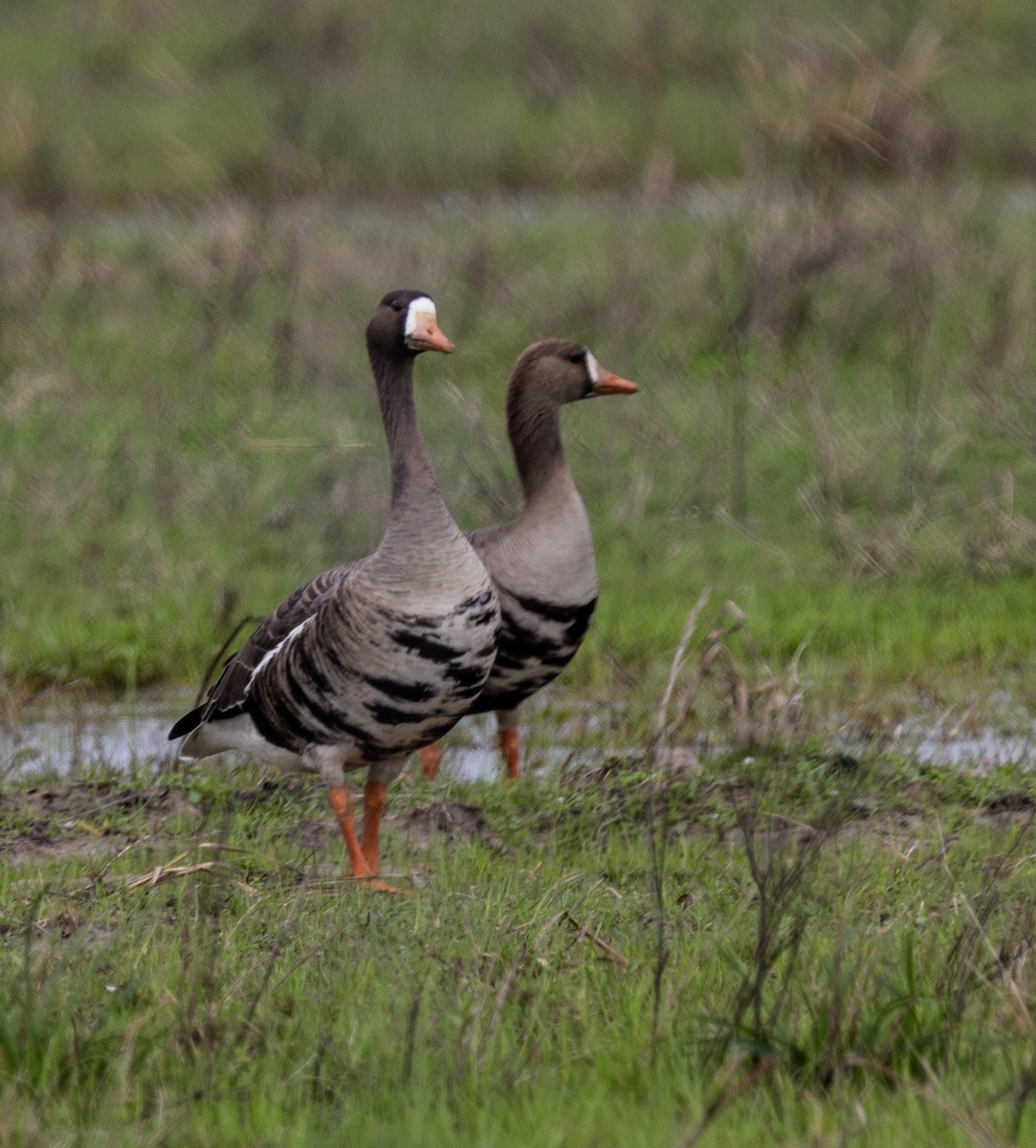 Greater White-fronted Goose - Jackie Farrell