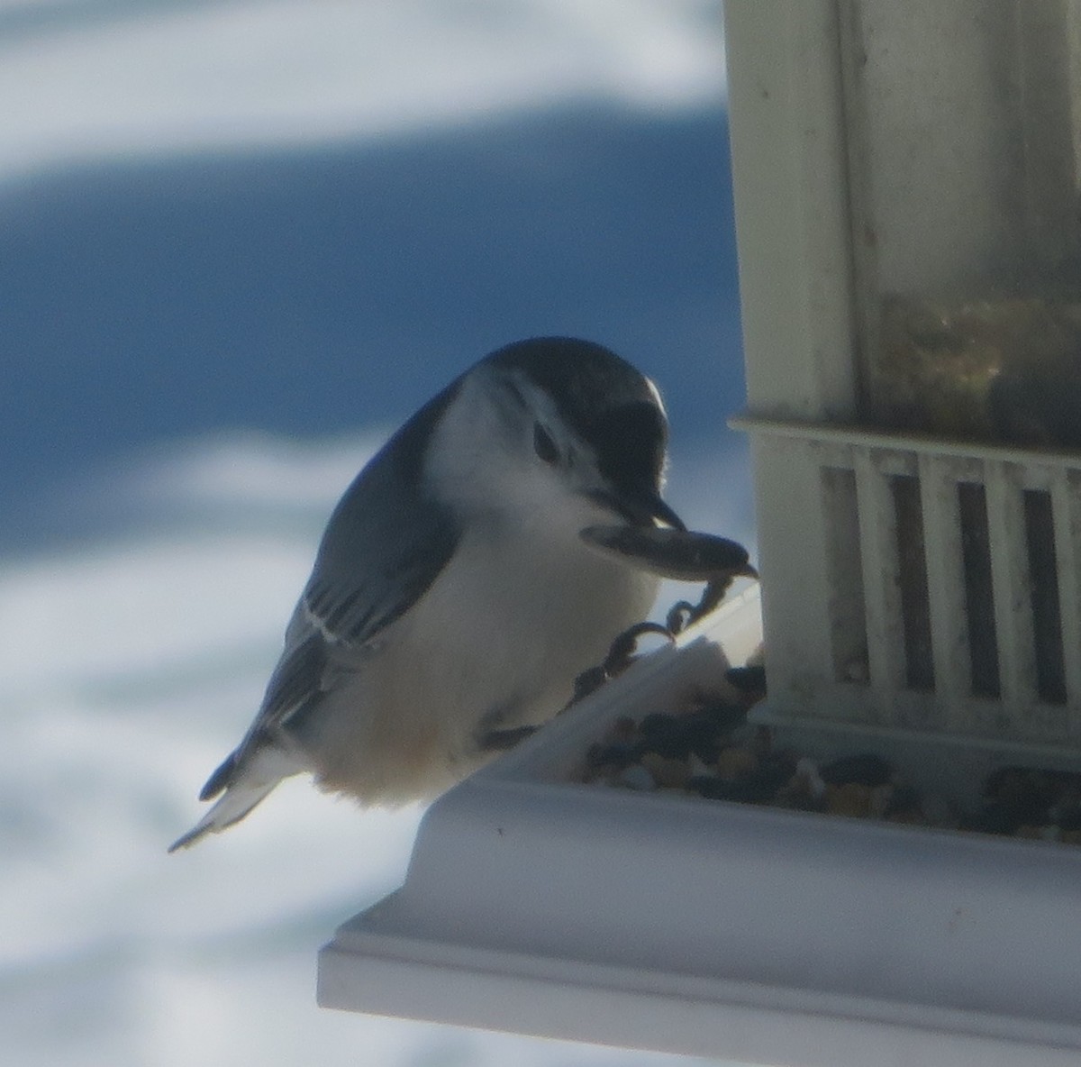 White-breasted Nuthatch - ML140899981